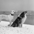 Walk on the banks of the Neva River, Leningrad USSR, 1977