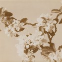 Browsing Europeana in search for nice photos