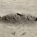 Getty’s online collection of photographs and arts enlarges