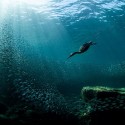 2020 Audubon Award grand-prize winner is a scubadiving cormorant