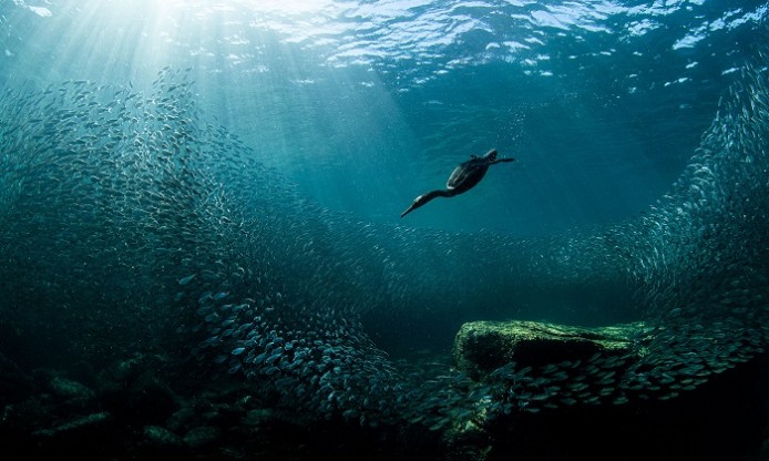 2020 Audubon Award grand-prize winner is a scubadiving cormorant