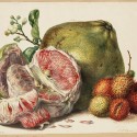 Tales from PAGODE: Fruits from China